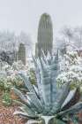 Arizona, Tucson. Snowy cactus garden Art Print